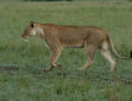 Eine Löwin nach der Jagd in der Masai Mara