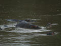 Am Hippo-Pool in der Masai Mara