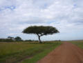 Im Naturschutzgebiet Masai Mara