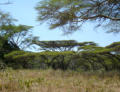 Schirmakazien im Lake Nakuru-Nationalpark